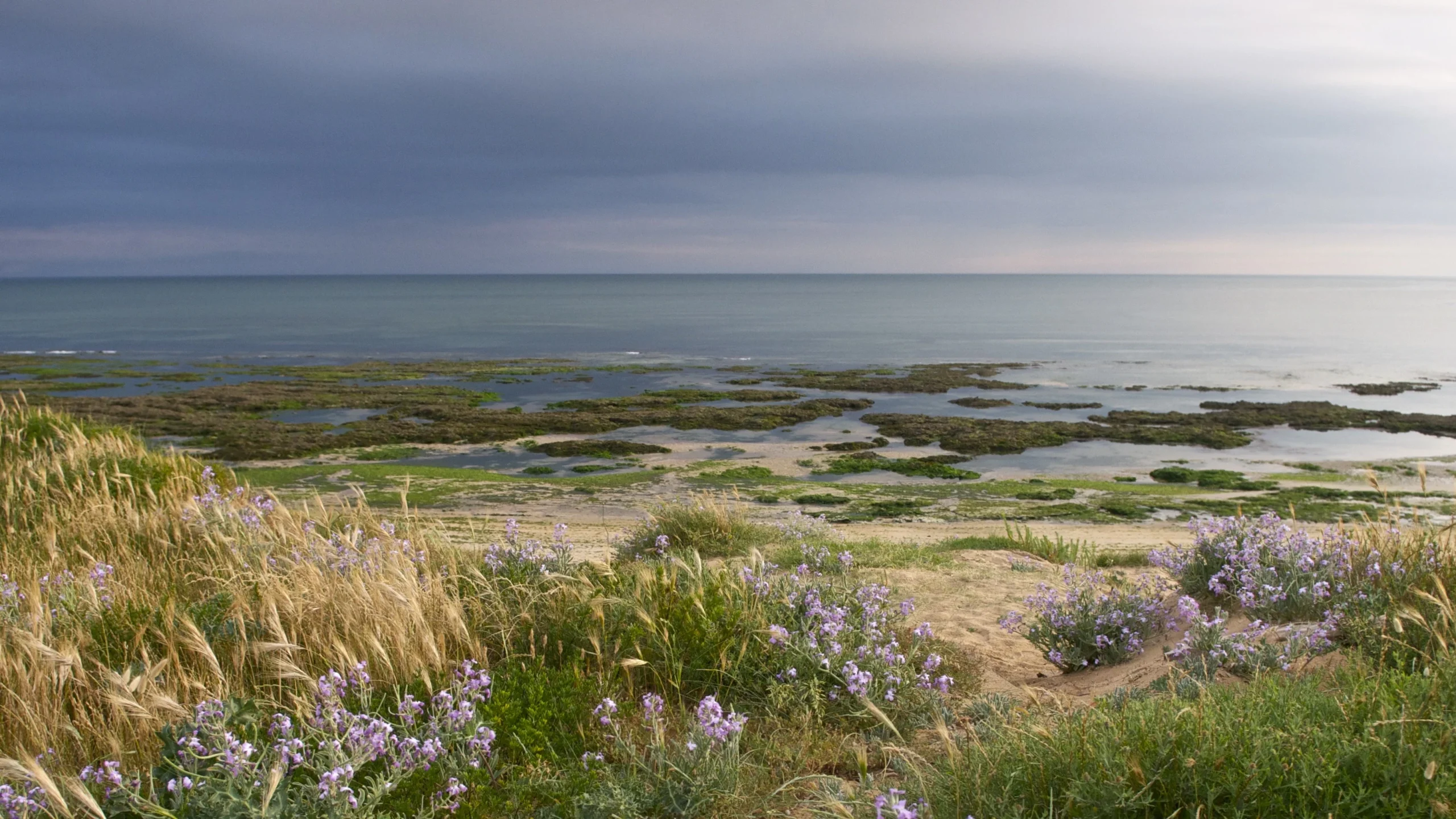 Les espaces dunaires et fôrets de l'île d'Oléron